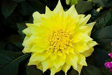 《迪士尼 竞速风暴》第二赛季追加始祖版米老鼠